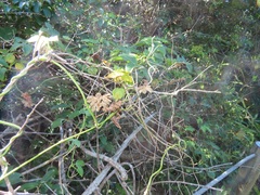 Dalechampia capensis