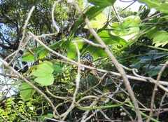 Dalechampia capensis