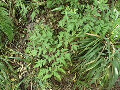 Pteris macilenta