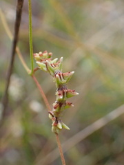 Eucyclodes buprestaria