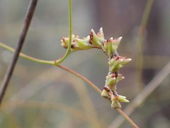 Eucyclodes buprestaria