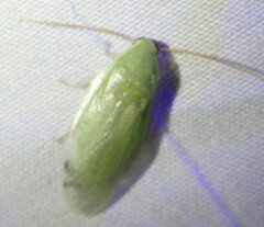 Panchlora nivea