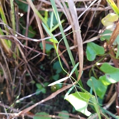 Vicia acutifolia