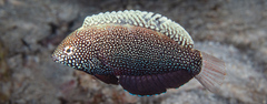 Black Leopard Wrasse photo 4