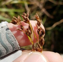 Rhynchospora odorata