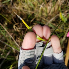 Rhynchospora odorata