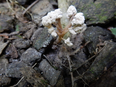Cordyceps sinclairii