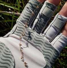 Scleria verticillata