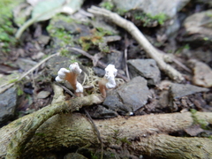 Cordyceps sinclairii