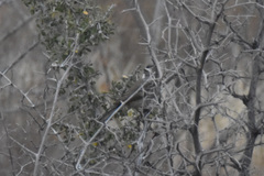 Amphispiza bilineata