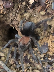Theraphosinae