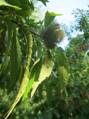 Castanea sativa