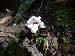 Cordyceps sinclairii