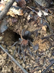 Theraphosinae