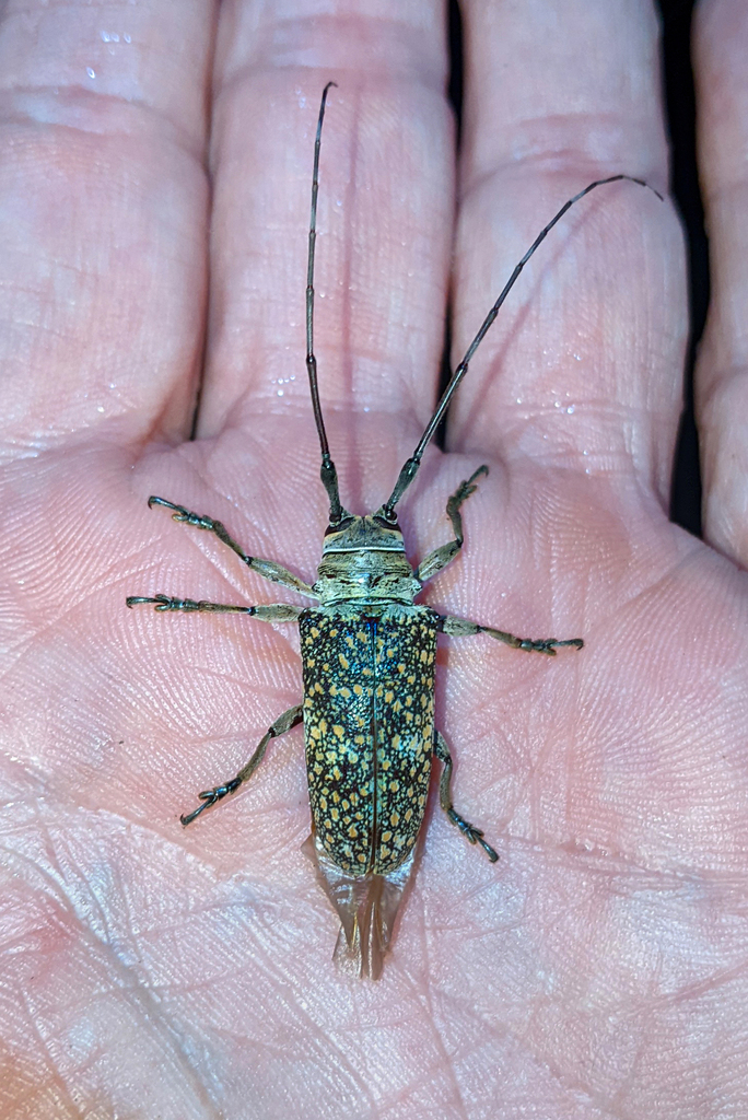 Lochmaeocles pulcher