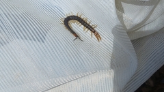 Cormocephalus westwoodi