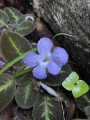Episcia lilacina