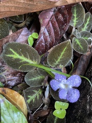 Episcia lilacina