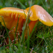 Honey Waxcap - Photo (c) BiteYourBum.Com Photography, some rights reserved (CC BY-NC-ND)
