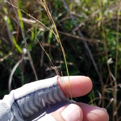 Eragrostis atrovirens