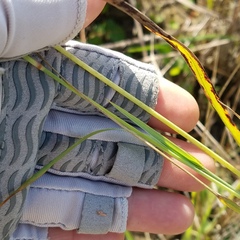 Eragrostis atrovirens