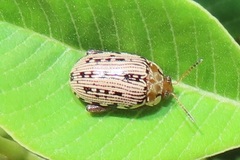 Calotheca