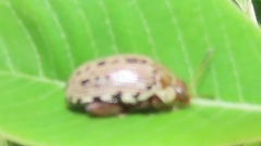 Calotheca
