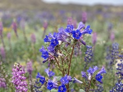 Phacelia campanularia