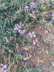 Astragalus nuttallianus