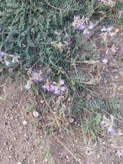 Astragalus nuttallianus