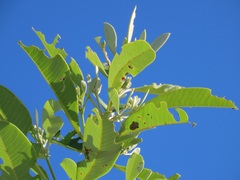 Calotheca
