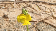 Rhynchosia leucoscias