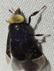 Lepiselaga