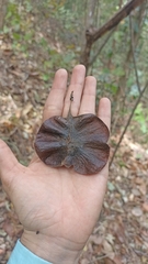 Pterocarpus acapulcensis