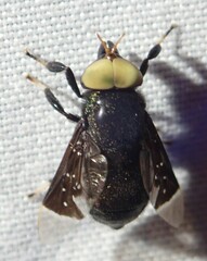 Lepiselaga