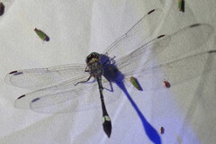 Micrathyria ocellata