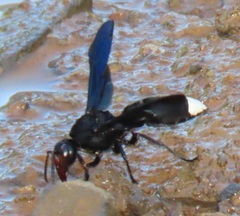 Synagris mirabilis