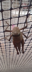 Xyleus discoideus