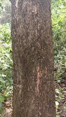 Pterocarpus acapulcensis