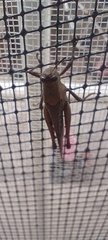 Xyleus discoideus