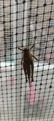 Xyleus discoideus