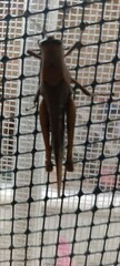 Xyleus discoideus