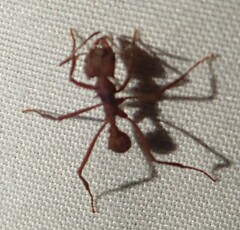 Acromyrmex octospinosus