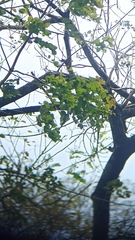 Pterocarpus acapulcensis