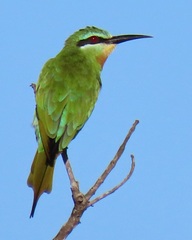 Merops persicus persicus