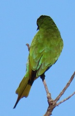 Merops persicus persicus