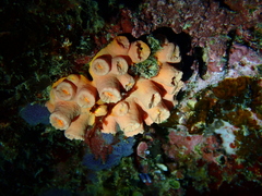 Tubastraea