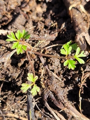 Erigenia bulbosa