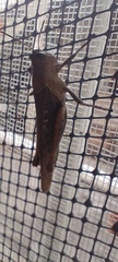 Xyleus discoideus