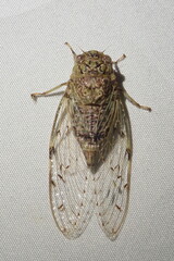 Proarna